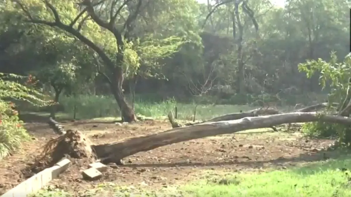 भूकंप के केंद्र 'धौला कुआं' का हाल, जमीन से उखड़ गया 25 साल पुराना पेड़; कर्मचारियों ने बताई पूरी हकीकत